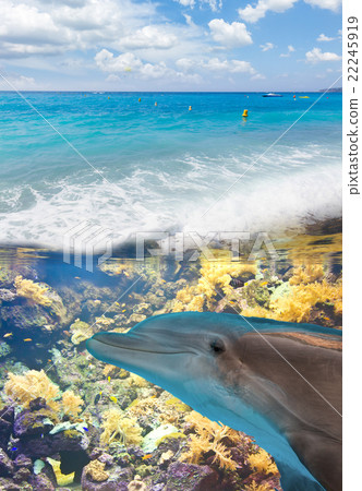 Seascape with Dolphins Seascape with Dolphins 22245919
