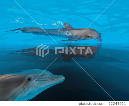 swimming in sea dolphins swimming in sea dolphins 22245921