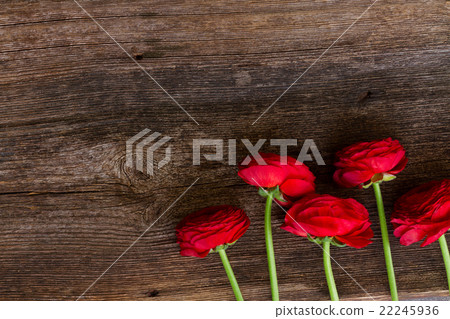 red ranunculus flowers red ranunculus flowers 22245936