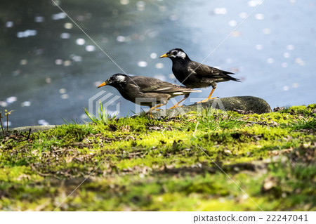 Mukudori couple 22247041