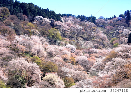 Nara Yoshinoyama cherry tree Nara Yoshinoyama cherry tree 22247118
