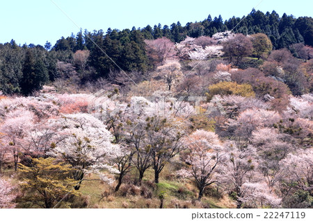 奈良吉野山櫻花 22247119