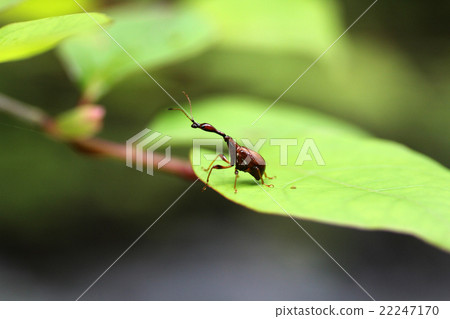 Higgenaga Otsushibumi Higgenaga Otsushibumi 22247170