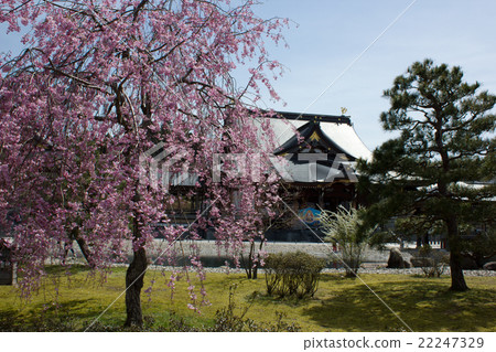 Weeping cherry blossoms of Kutai Kara Fudo Fudo Weeping cherry blossoms of Kutai Kara Fudo Fudo 22247329