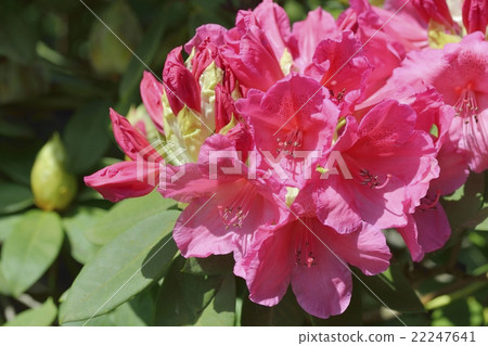 西方杜鵑 西方杜鵑 22247641