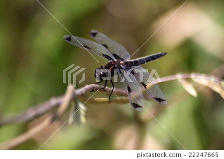 Bekko dragonfly 22247665