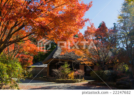 Heikei no Sato在秋天 22247682