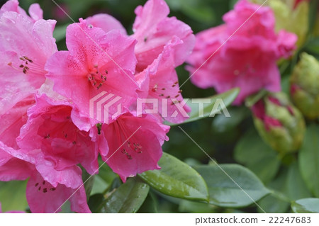 西方杜鵑 22247683