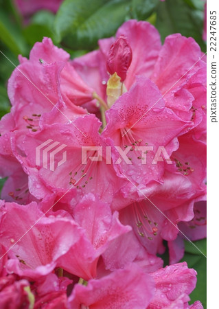 西方杜鵑 22247685