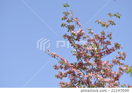 Dogwood and blue sky 22247699