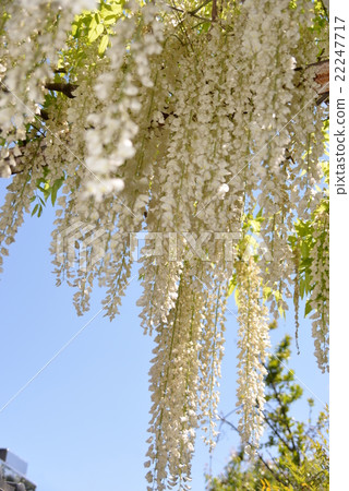 White wisteria flowers 22247717