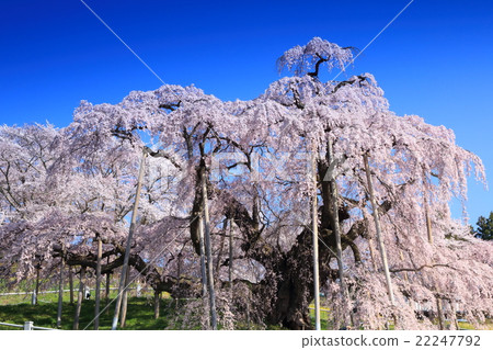 Miharu Taki Sakura 22247792