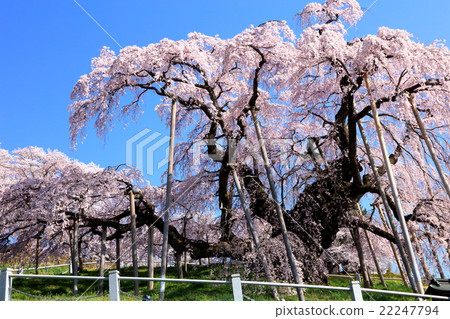 Miharu Taki Sakura Miharu Taki Sakura 22247794