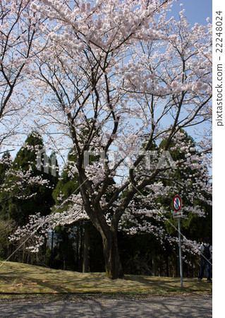 在森林公園的櫻花 22248024
