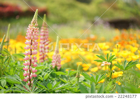 春天花田（羽扇豆和罌粟） 22248177