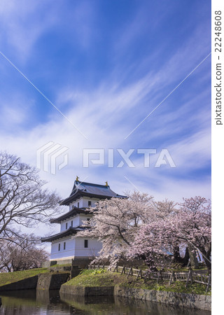 Cherry blossoming Matsumae castle 22248608