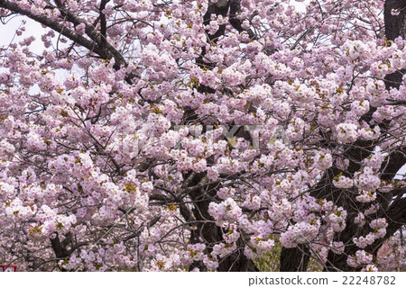 松前公園的櫻花 22248782