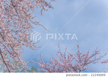 Sakawa Shurakawa that shines in the blue sky Sakawa Shurakawa that shines in the blue sky 22248809