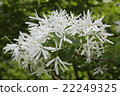 One Taborto Flower 22249325