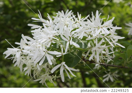 One Taborto Flower 22249325