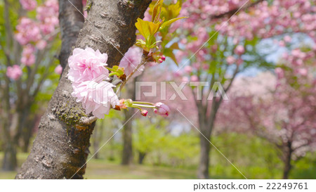 Sakura blooming at Gunma Flower Park Sakura blooming at Gunma Flower Park 22249761
