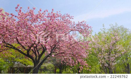 Sakura blooming at Gunma Flower Park Sakura blooming at Gunma Flower Park 22249762