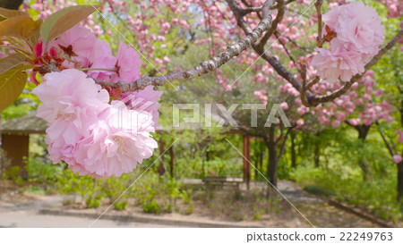 Sakura blooming at Gunma Flower Park Sakura blooming at Gunma Flower Park 22249763