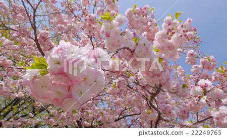 Sakura blooming at Gunma Flower Park Sakura blooming at Gunma Flower Park 22249765