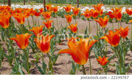 Tulip (ballerina) at Gunma Flower Park Tulip (ballerina) at Gunma Flower Park 22249767