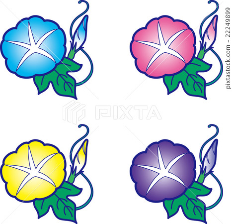 Morning glory / summer flower 22249899