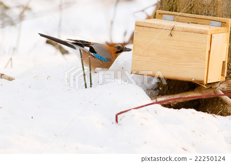 Kakes - Eurasian jay Kakesu - Eurasian jay 22250124