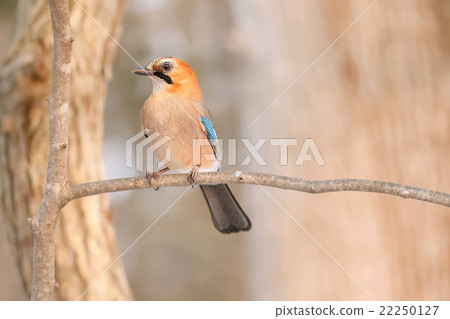 Miyamakakesu - Eurasian jay 22250127