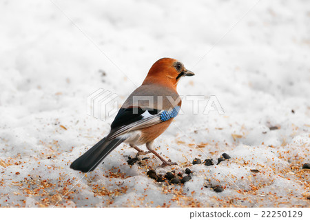 Miyamakakesu - Eurasian jay Miyamakakesu - Eurasian jay 22250129