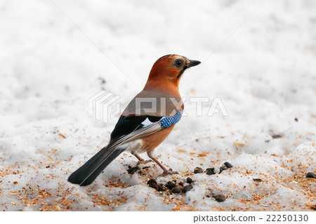 Miyamakakesu - Eurasian jay Miyamakakesu - Eurasian jay 22250130