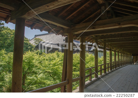 Blue leaves seen from Tonenbashi Blue leaves seen from Tonenbashi 22250287