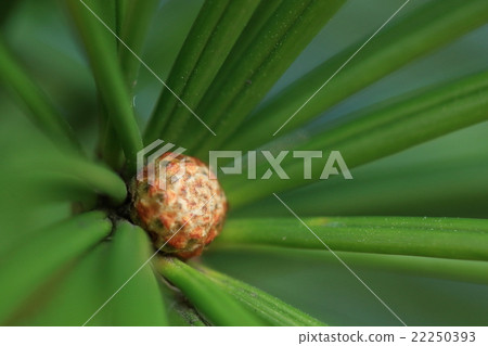 Natural plant It is a sprout which seems to be like a fruit, a fruit. There are many new leaves in this Natural plant It is a sprout which seems to be like a fruit, a fruit. There are many new leaves in this 22250393