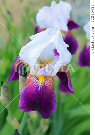 德國鳶尾 22250453
