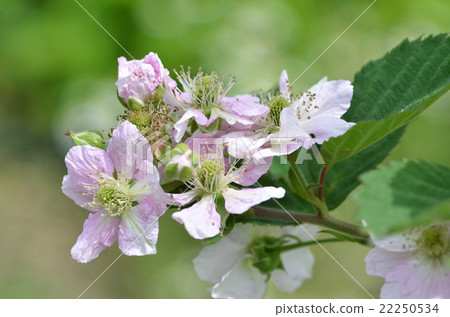 Blackberry flowers Blackberry flowers 22250534