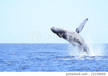 Humpback Whale of Ogasawara 22250609