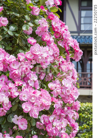 鎌倉文學博物館的玫瑰 22250785