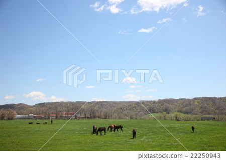 春天秋葉和牧場在北海道 春天秋葉和牧場在北海道 22250943