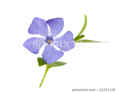 periwinkle flower isolated 22251126