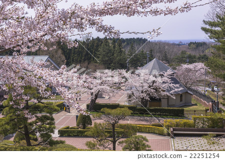 函館櫻花的Tapisutinu修道院盛開 22251254