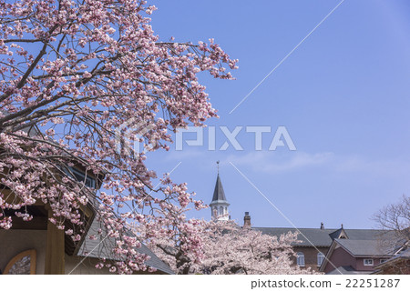 函館櫻花的Tapisutinu修道院盛開 22251287