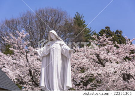 Trappestine monastery full of cherry blossoms 22251305