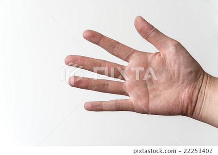 palm 22251402