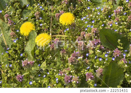 Wild flowers Wild flowers 22251431