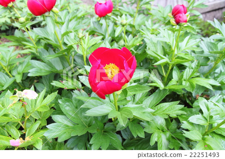 Peony of peony Peony of peony 22251493
