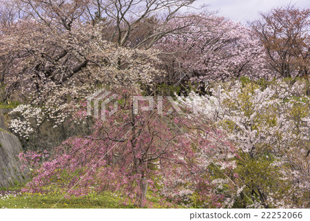 松前公園的各種櫻花 22252066