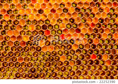 closeup of bees on honeycomb in apiary closeup of bees on honeycomb in apiary 22252390